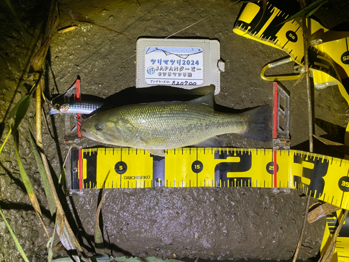 ブラックバスの釣果