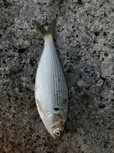 コノシロの釣果