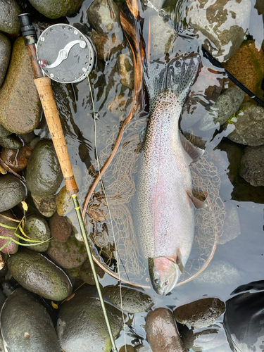 ニジマスの釣果