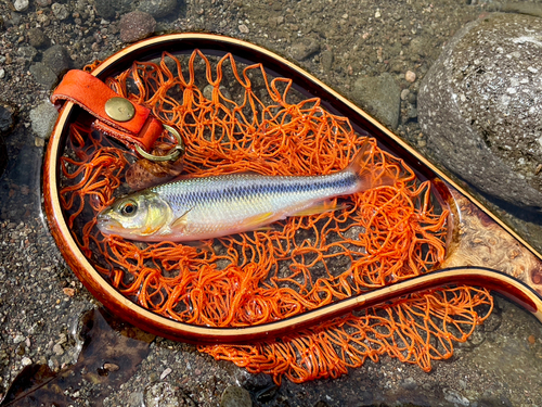 カワムツの釣果