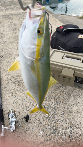 ヤズの釣果