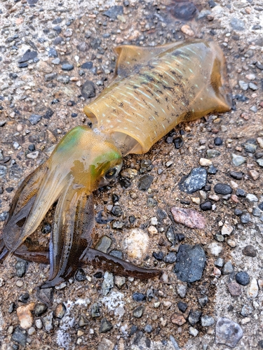 アオリイカの釣果