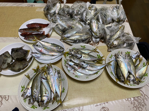 カワハギの釣果