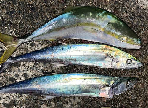 サゴシの釣果