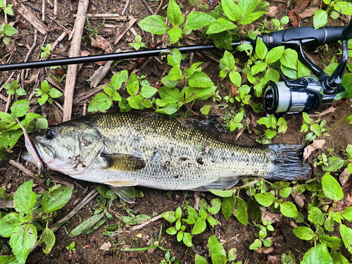 ブラックバスの釣果