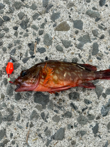 カサゴの釣果