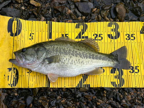 ブラックバスの釣果