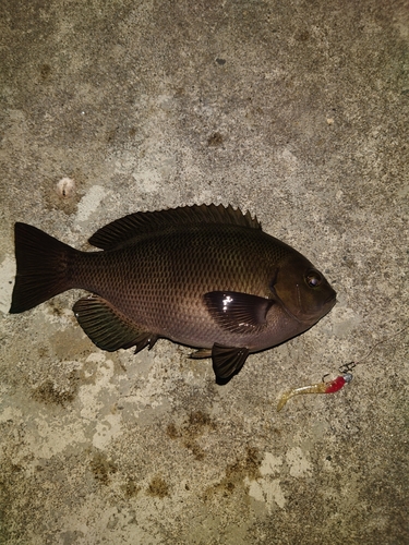 メジナの釣果