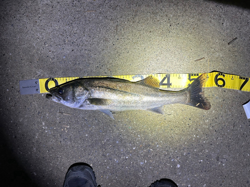 シーバスの釣果