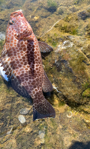 オオモンハタの釣果