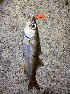 クロムツの釣果