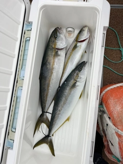 ヒラマサの釣果