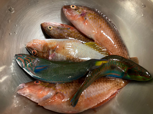 アカササノハベラの釣果