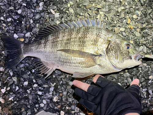 チヌの釣果