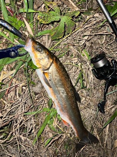 ウグイの釣果