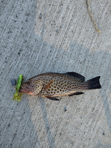 オオモンハタの釣果