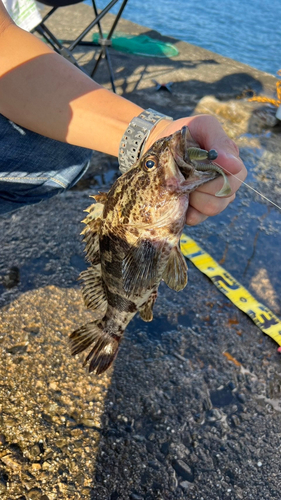 タケノコメバルの釣果