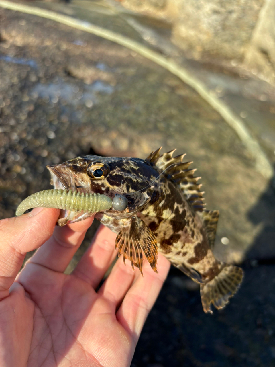 タケノコメバル