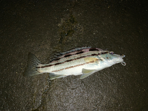 シマイサキの釣果