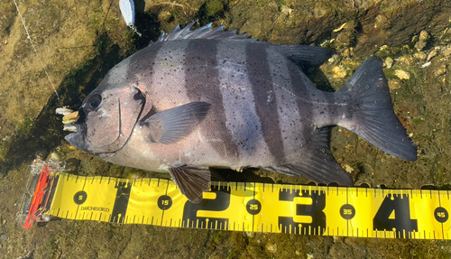 イシダイの釣果