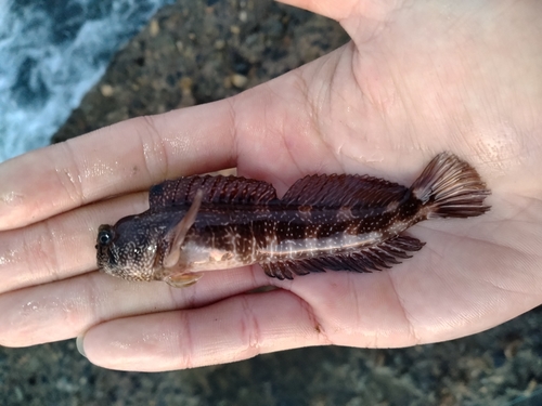 イソギンポの釣果