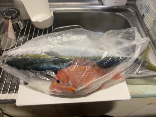 ハマチの釣果