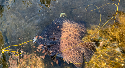 イシガキダイの釣果