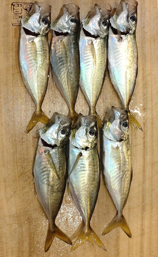 アジの釣果