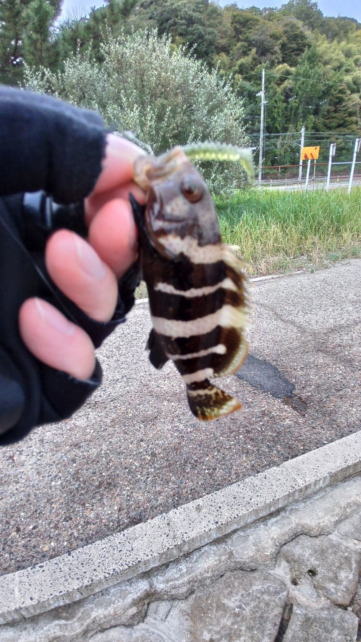 アオハタ