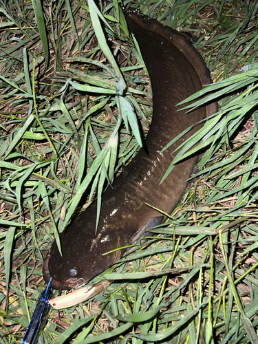 マナマズの釣果