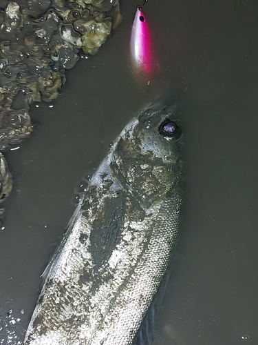 セイゴ（マルスズキ）の釣果