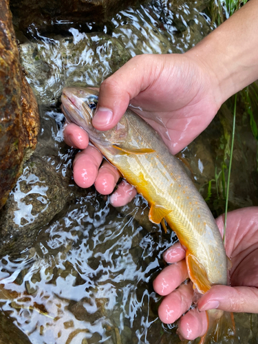 ヤマトイワナの釣果