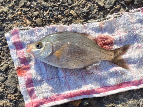 ウミタナゴの釣果