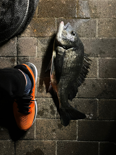 クロダイの釣果