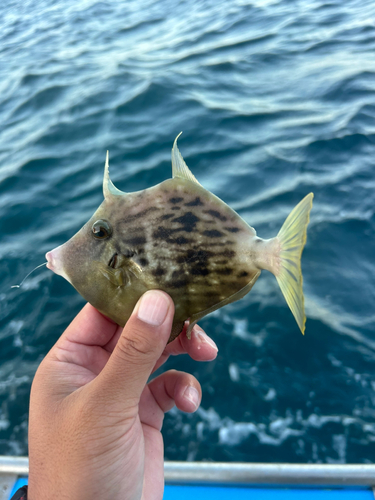 カワハギの釣果