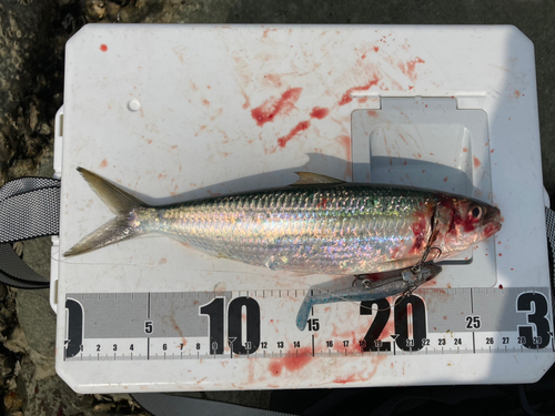 カタボシイワシの釣果