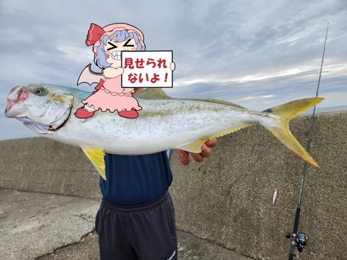 ヒラマサの釣果