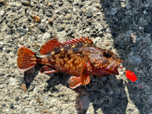 カサゴの釣果