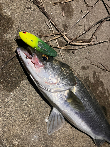 シーバスの釣果