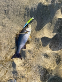 イサキの釣果