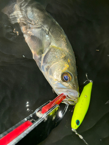 シーバスの釣果