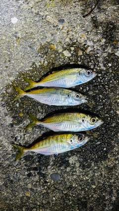 アジの釣果