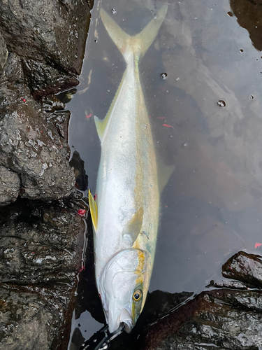 ヒラマサの釣果