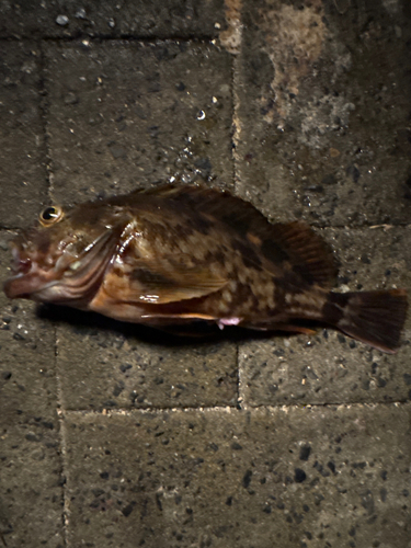 ガシラの釣果