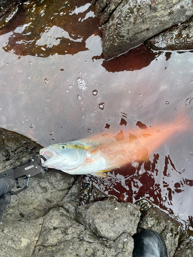 ヒラマサの釣果