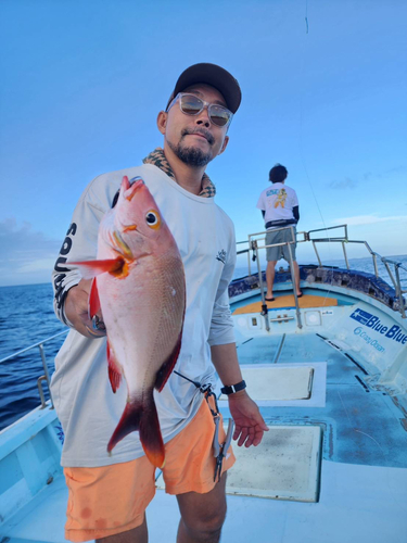 ヒメフエダイの釣果