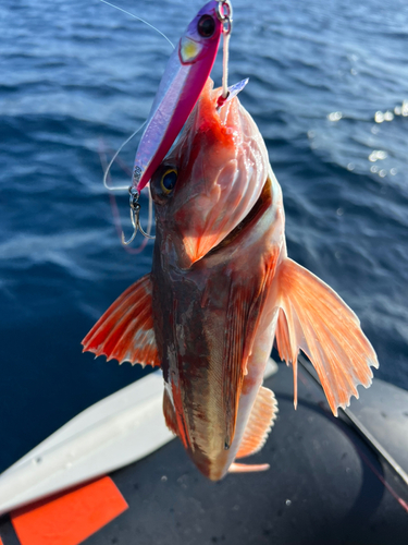 ホウボウの釣果