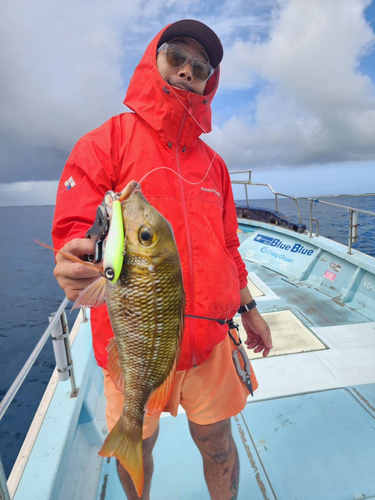 イソフエフキの釣果