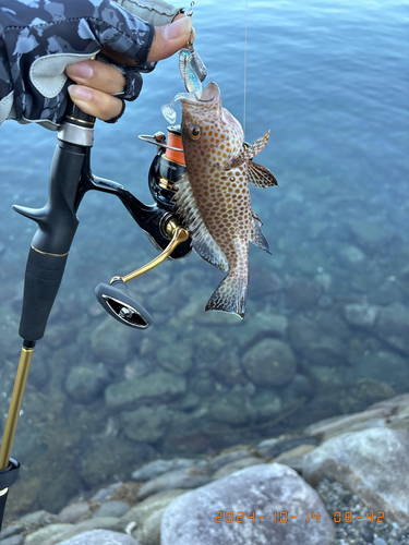 オオモンハタの釣果