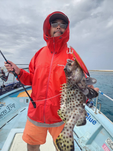 キビレハタの釣果